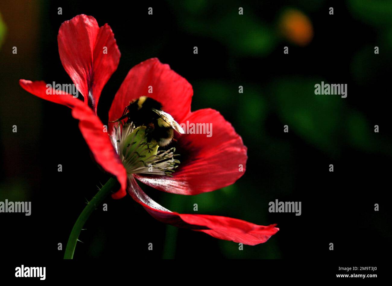 Close-up of working bee on red blooming Arctic poppy with white stigmas Stock Photo