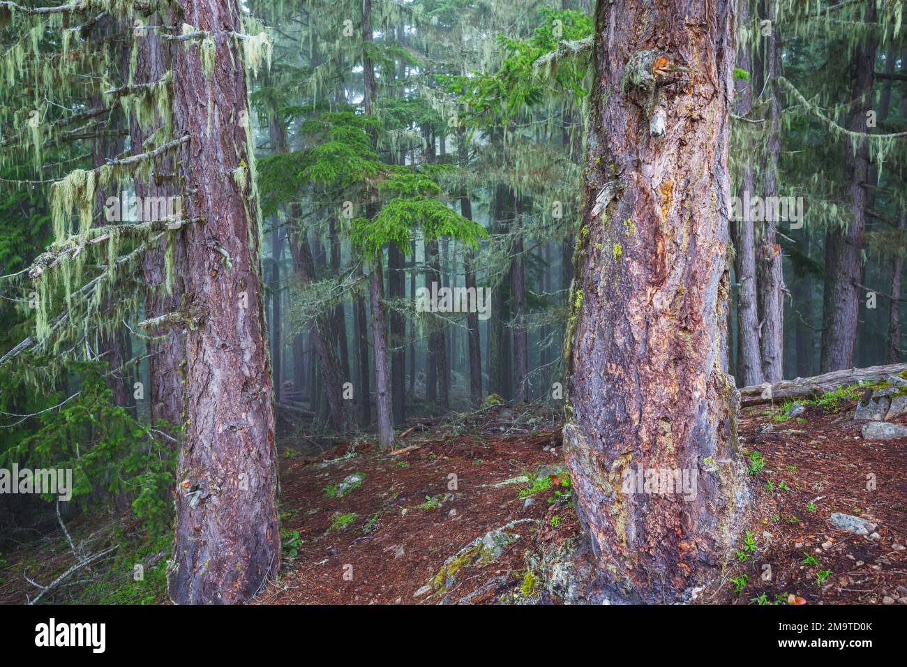 Fabulous rain forest trees hi-res stock photography and images - Alamy