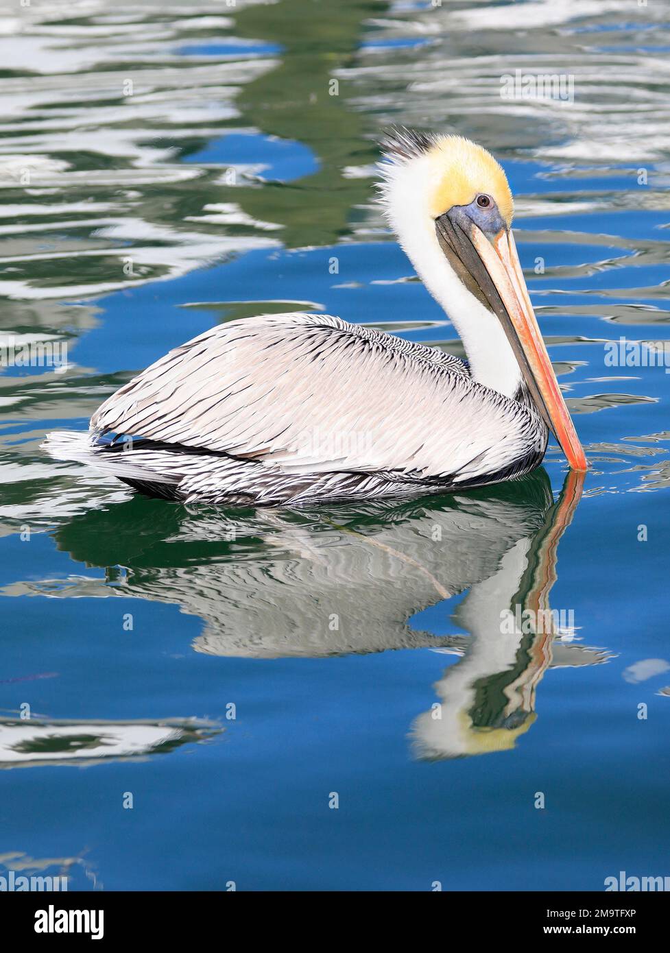 Pelican swimming on Gulf of Mexico including his reflection on the