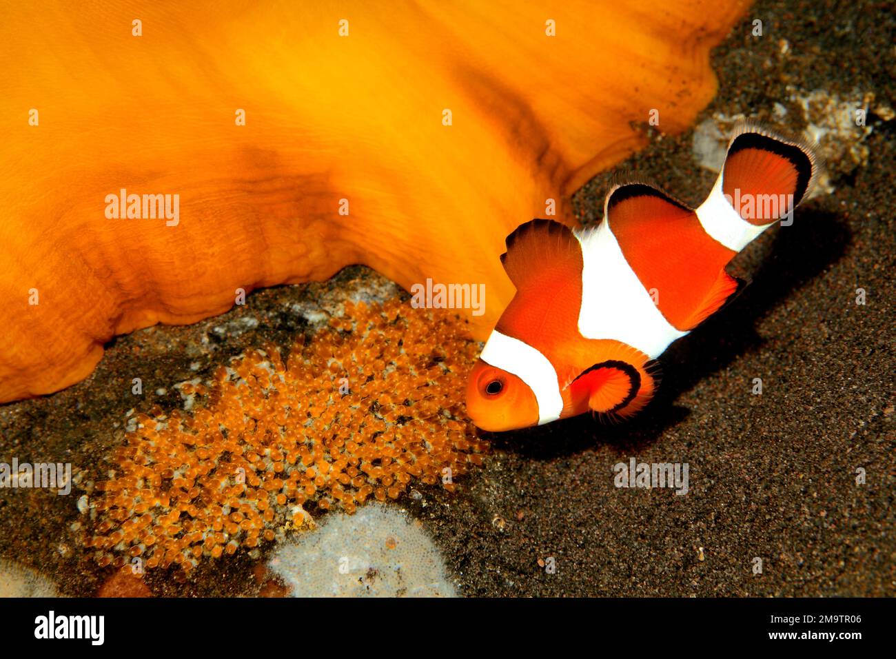 Clown Anemonefish Amphiprion ocellaris tending eggs laid at the base of the host Magnificent Anemone, Heteractis magnifica. Tulamben, Bali, Indonesia. Stock Photo