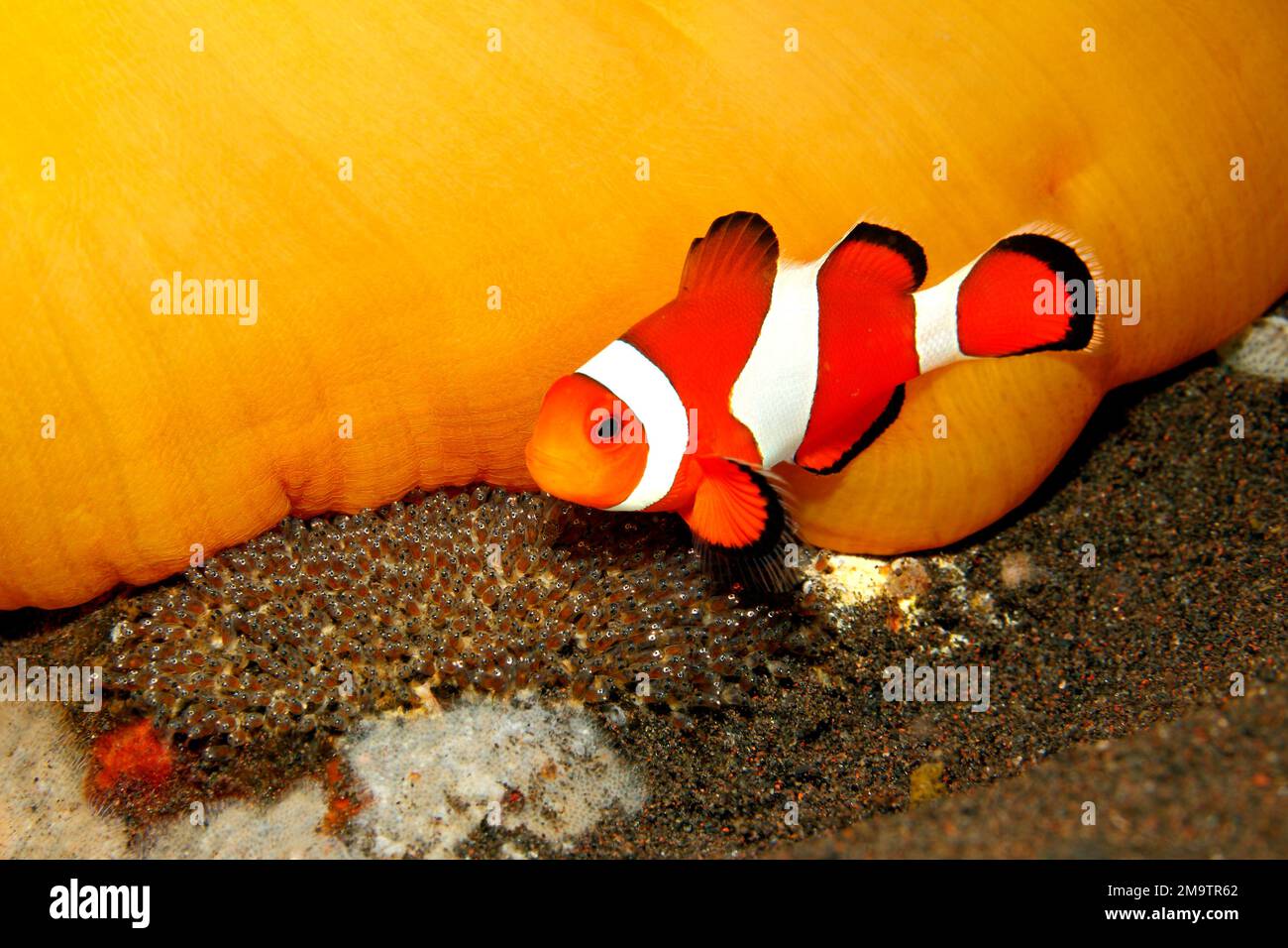 Clown Anemonefish Amphiprion ocellaris tending eggs laid at the base of the host Magnificent Anemone, Heteractis magnifica. The eyes of the developing Stock Photo