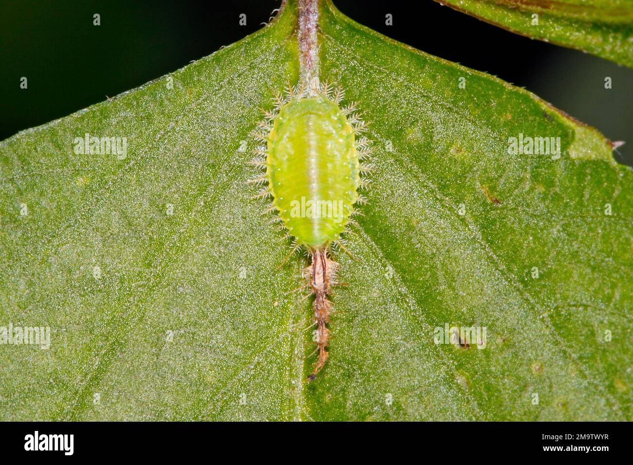 Mottled Tortoise Beetle Larvae, either Deloyala guttata or Deloyala fuliginosa. Larva in final stage before pupating as shown by 4 previous skin sheds Stock Photo