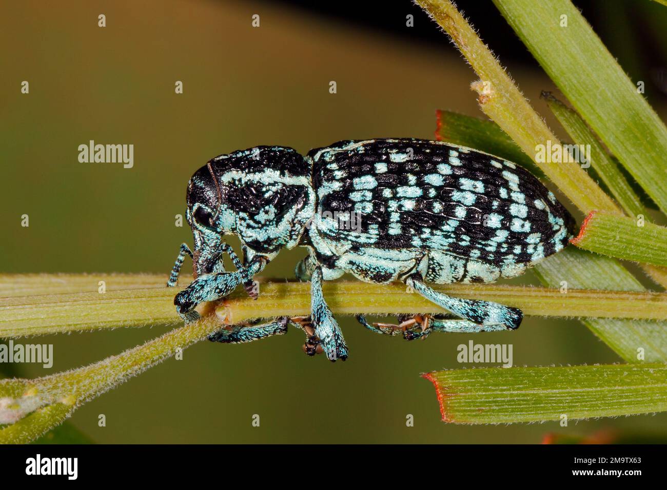 Botany Bay Weevil, Chrysolopus spectabilis. Also known as Botany Bay Diamond Beetle, Botany Bay Diamond Weevil and Sapphire Weevil. Coffs Harbour, NSW Stock Photo