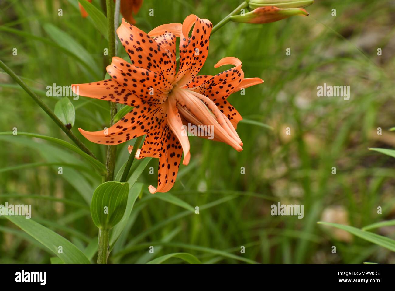 Profound Tiger lily, (Lilium lancifolium) in grass Stock Photo