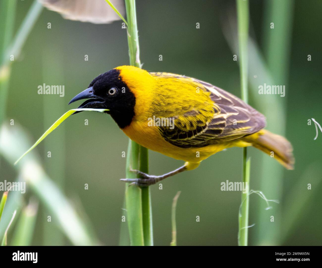 Lesser masked weaver bird hi-res stock photography and images - Alamy