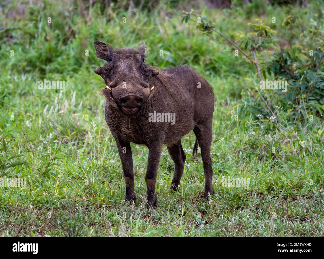 A Common Warthog (Phacochoerus africanus) standing on grass. Kruger National Park, South Africa. Stock Photo