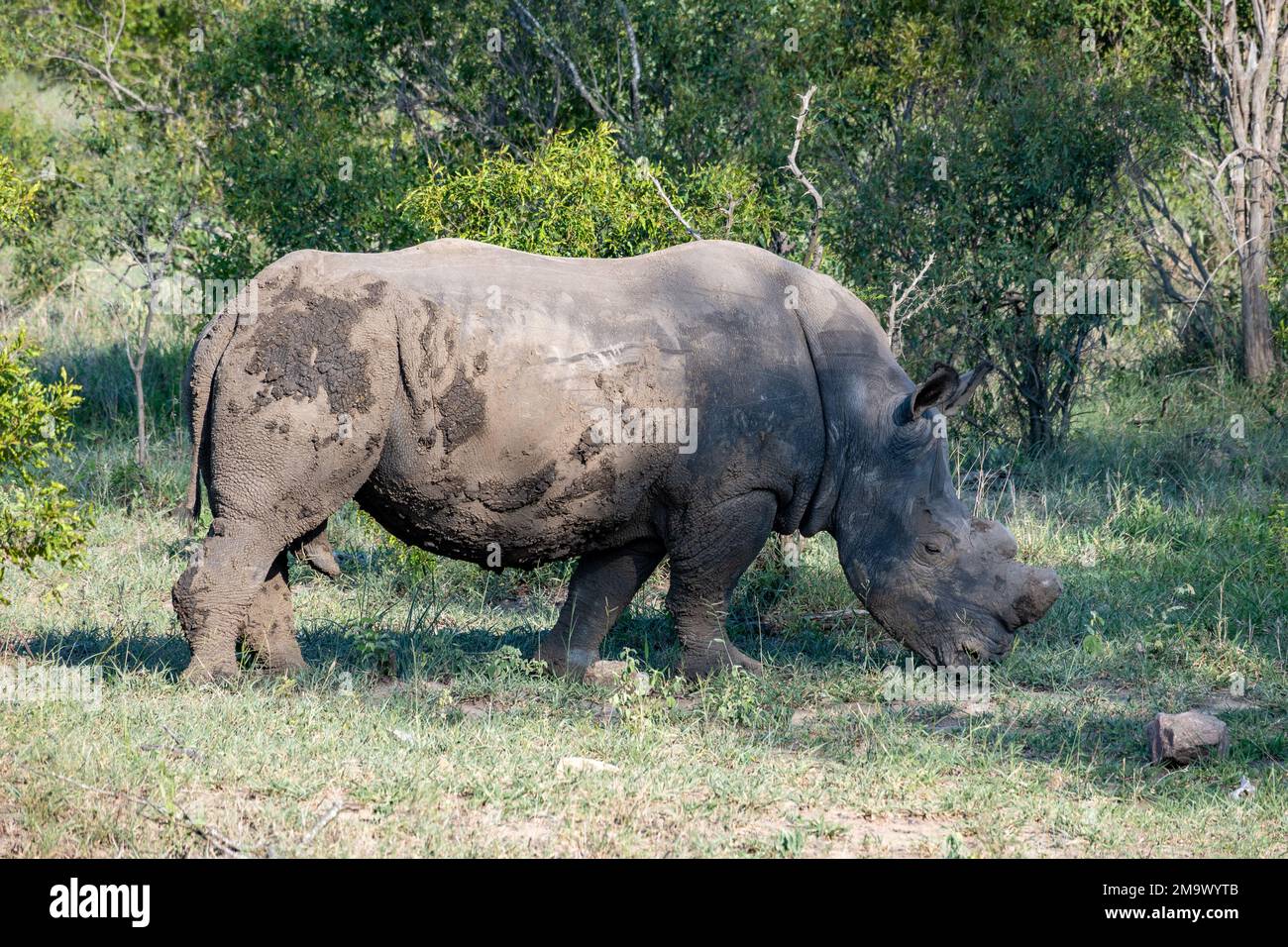 A White Rhinoceros (Ceratotherium simum) is dehorned to prevent pouching. Kruger National Park, South Africa. Stock Photo
