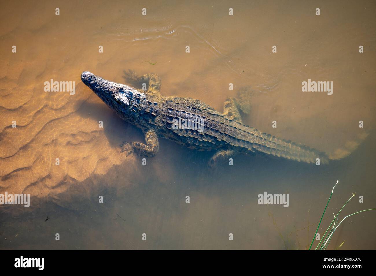 An adult Nile Crocodile (Crocodylus niloticus) in the Crocodile River. Kruger National Park, South Africa. Stock Photo
