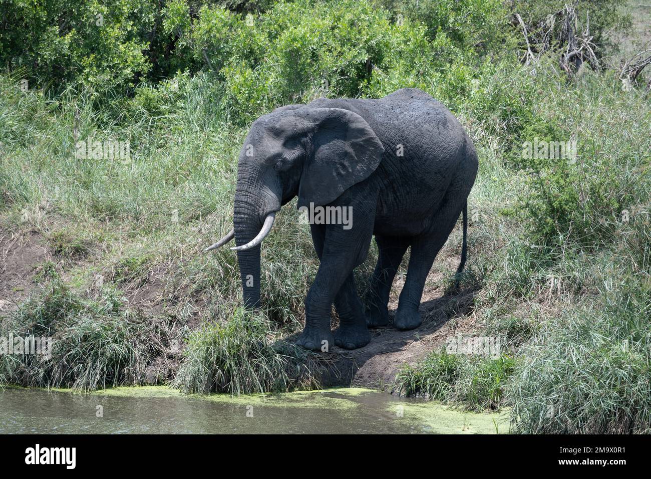 African elephant (Loxodonta africana) at a water hole. Kruger National Park, South Africa. Stock Photo