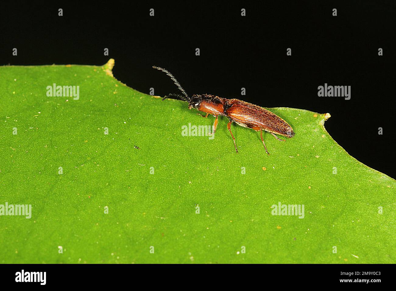 Click beetle (fam. Elateridae) Stock Photo