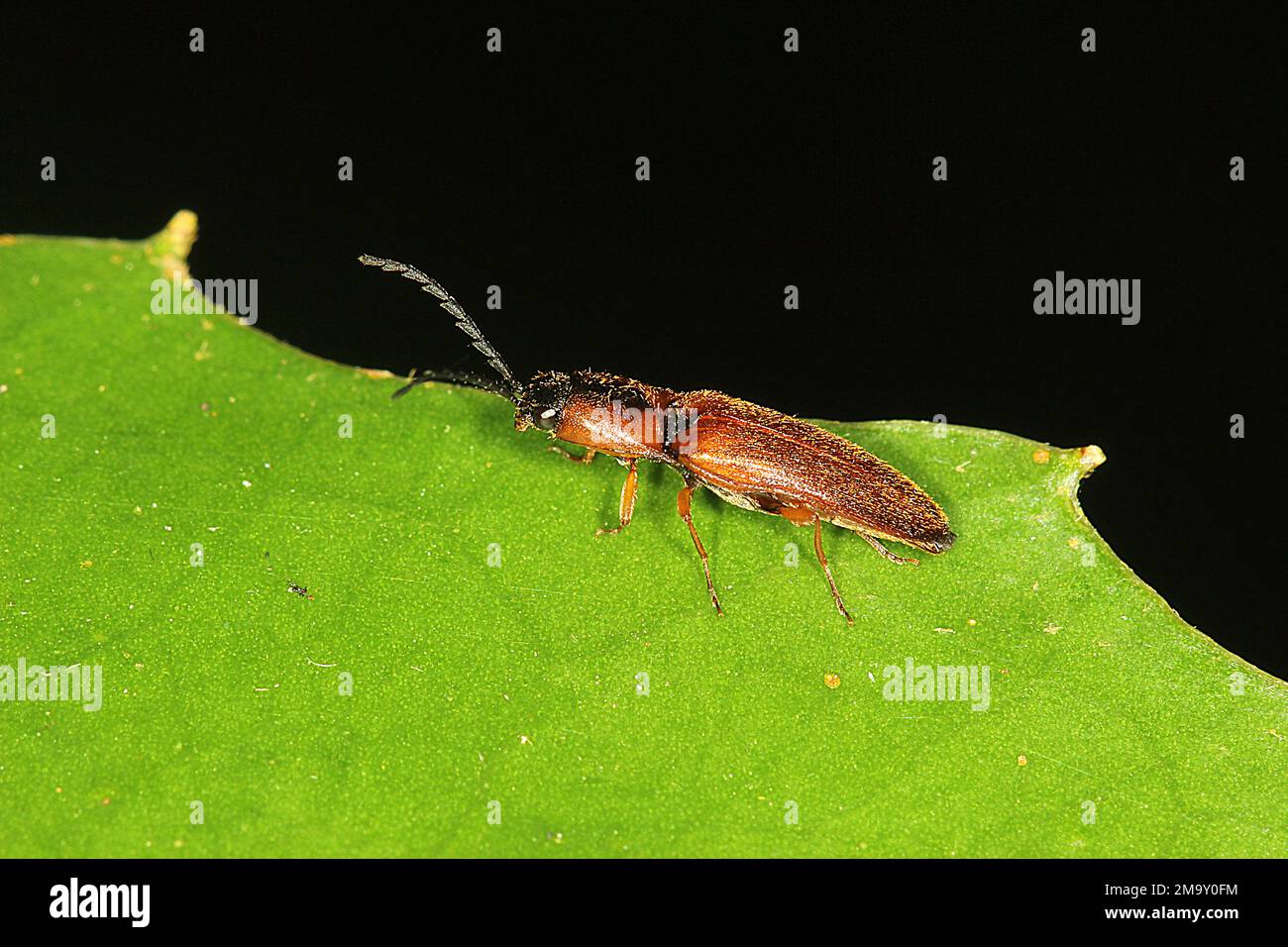 Click beetle (fam. Elateridae) Stock Photo