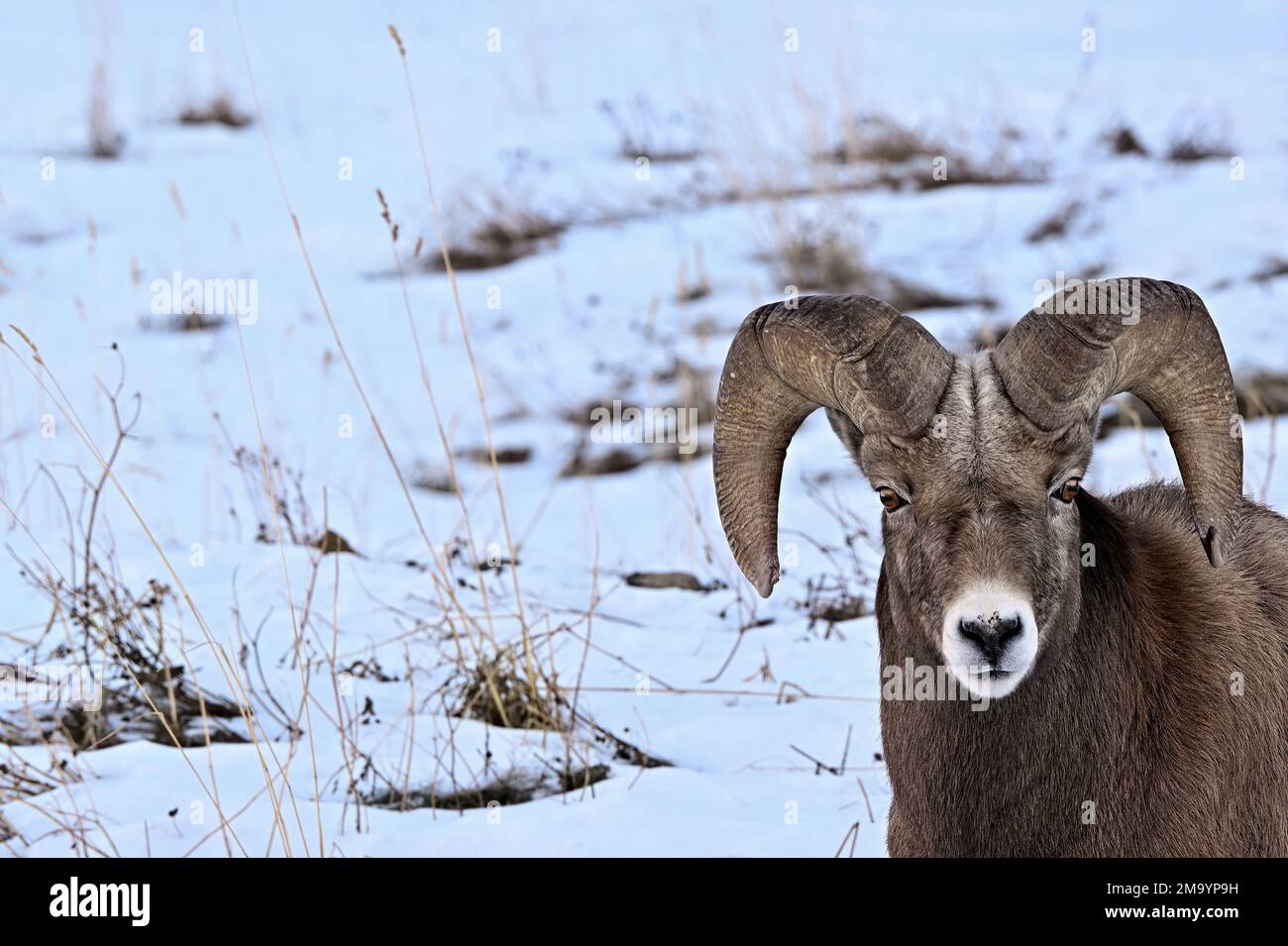 A Rocky Mountain Bighorn Sheep  'Orvis canadensis', curious about the photographer taking his picture in rural Alberta Canada Stock Photo