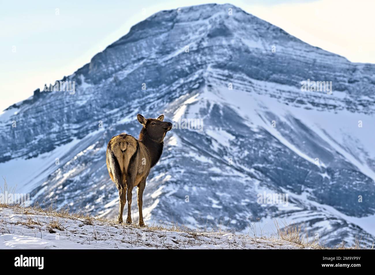 A female Elk ,"Cervs elaphus", standing on a hillside in the rocky mountains of Alberta Canada