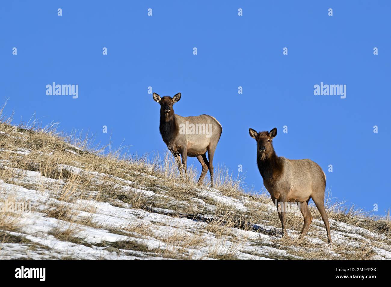 Two female elk 'Cervus elaphus', standing on a hill top against a blue sky in rural Alberta Canada. Stock Photo