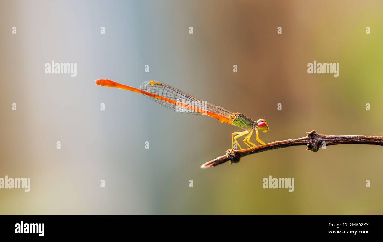 Beautiful orange damselfly perching on tree branch in morning, Nature blurred background, Insects in Thailand. Stock Photo