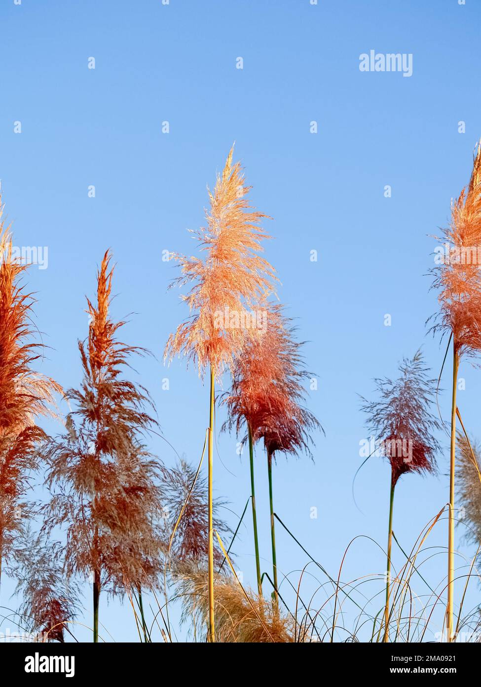 Pampas grass flower at glowing at sunrise against blue sky Stock Photo
