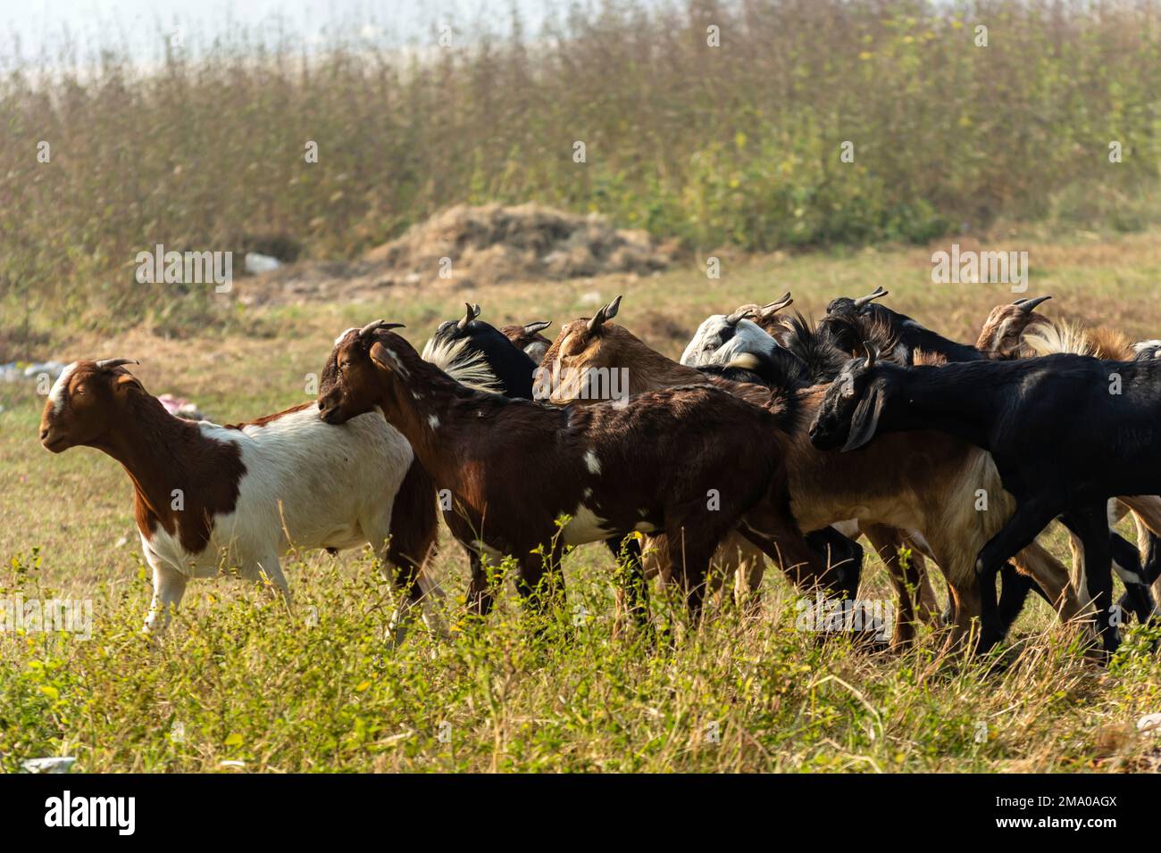 A group of Goat is eating and grazing grass. Stock Photo