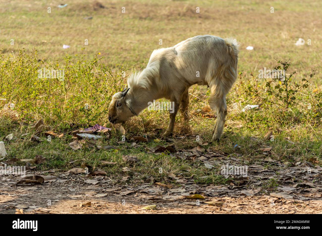 Goat is eating and grazing grass. Stock Photo