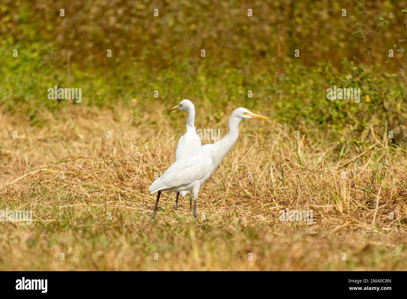 White heron finding victim in a forest bush Stock Photo