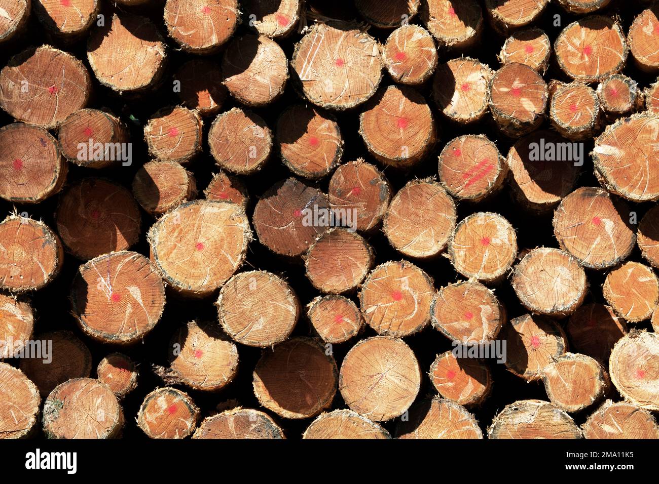 stacked spruce trunks debarked, Black Forest, Baden-Wuerttemberg, Germany Stock Photo