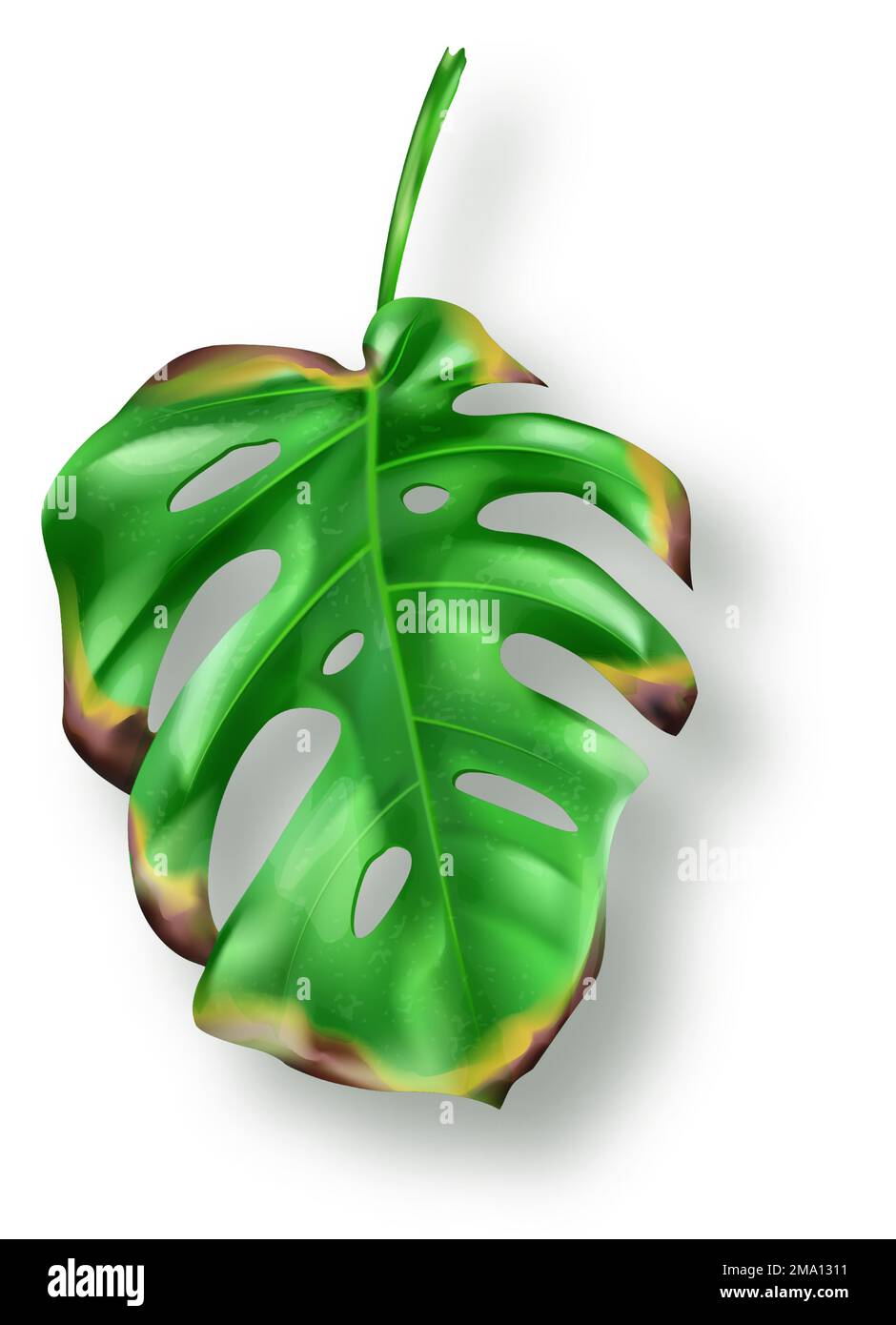 Tropical green yellow drying monstera leaf on white background vector