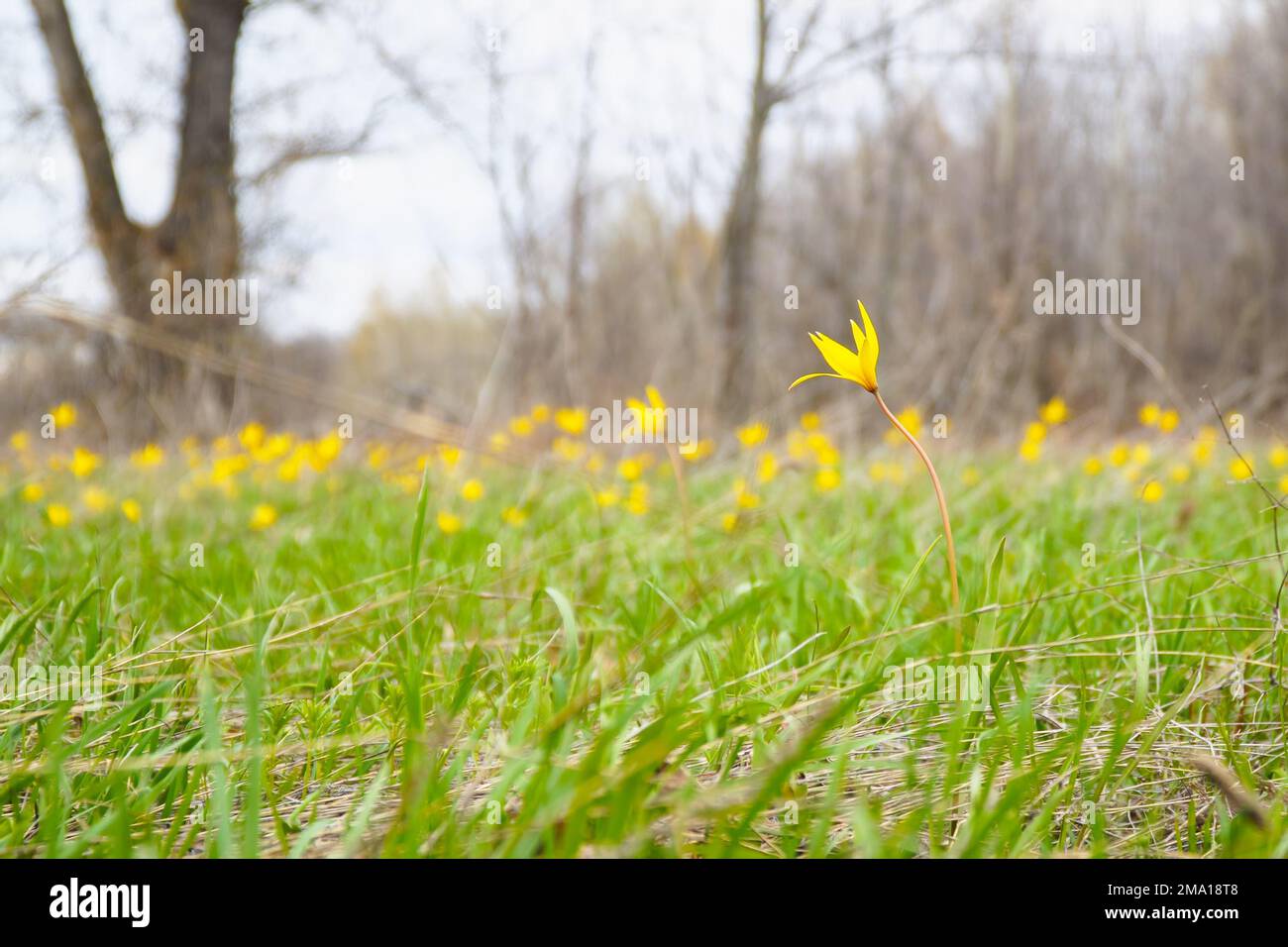 A yellow wild tulips in a green meadow in sunlight Stock Photo