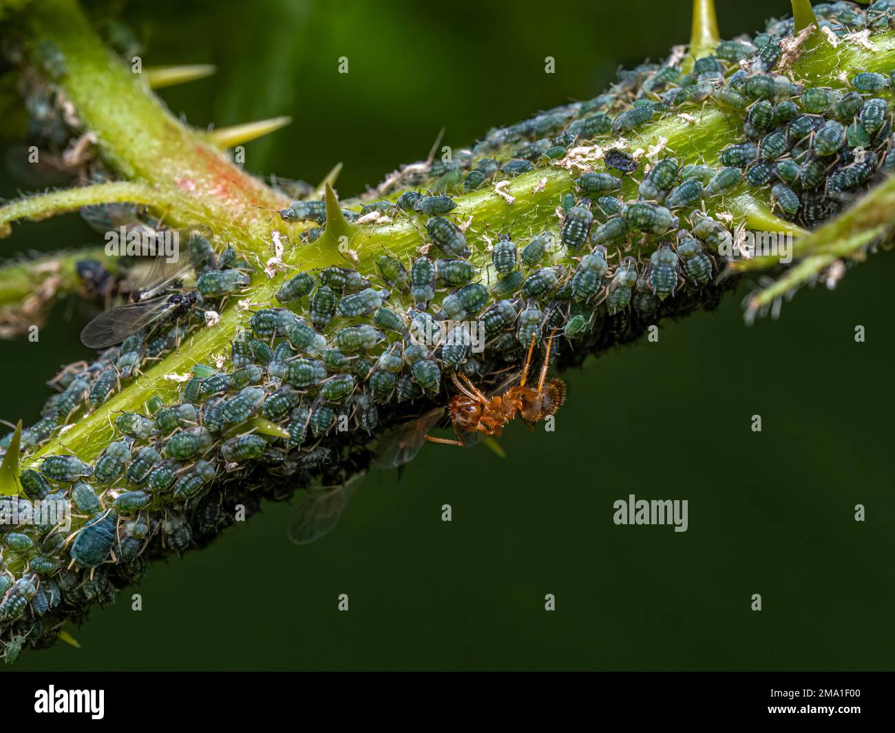 Orange colored field ant (Formica species), tending a large number of blue-colored aphids (Aphidoidea) that are feeding on a branch of blackberry (Rub Stock Photo