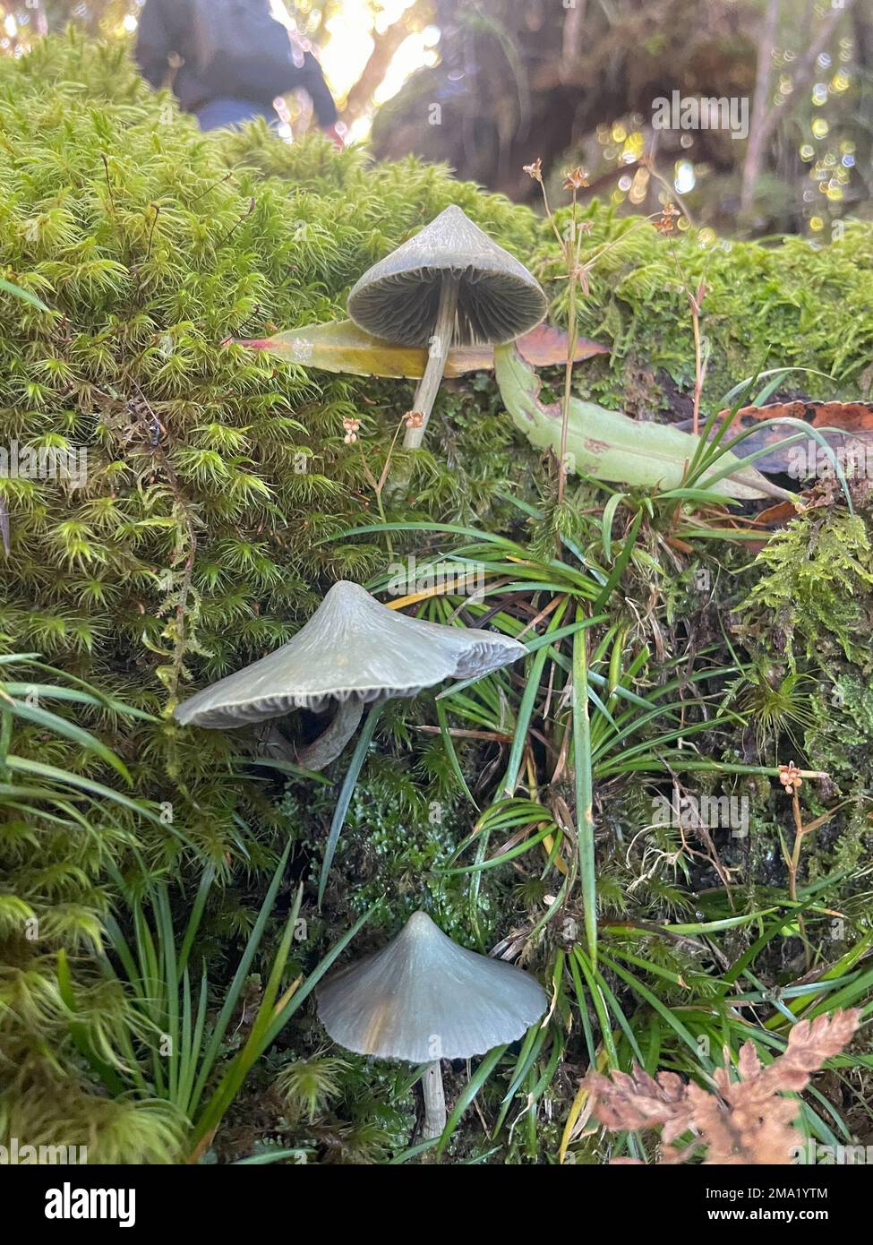 Close up of blue pinkgill mushrooms in New Zealand bush. Stock Photo