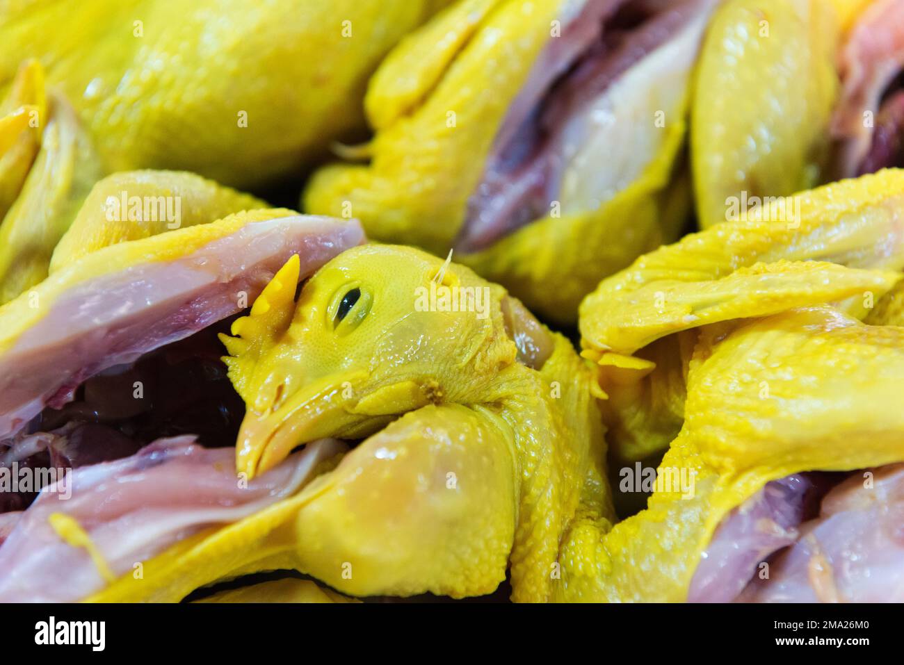 Chickens for sale at Chiang Mai's 24 hour market. Stock Photo