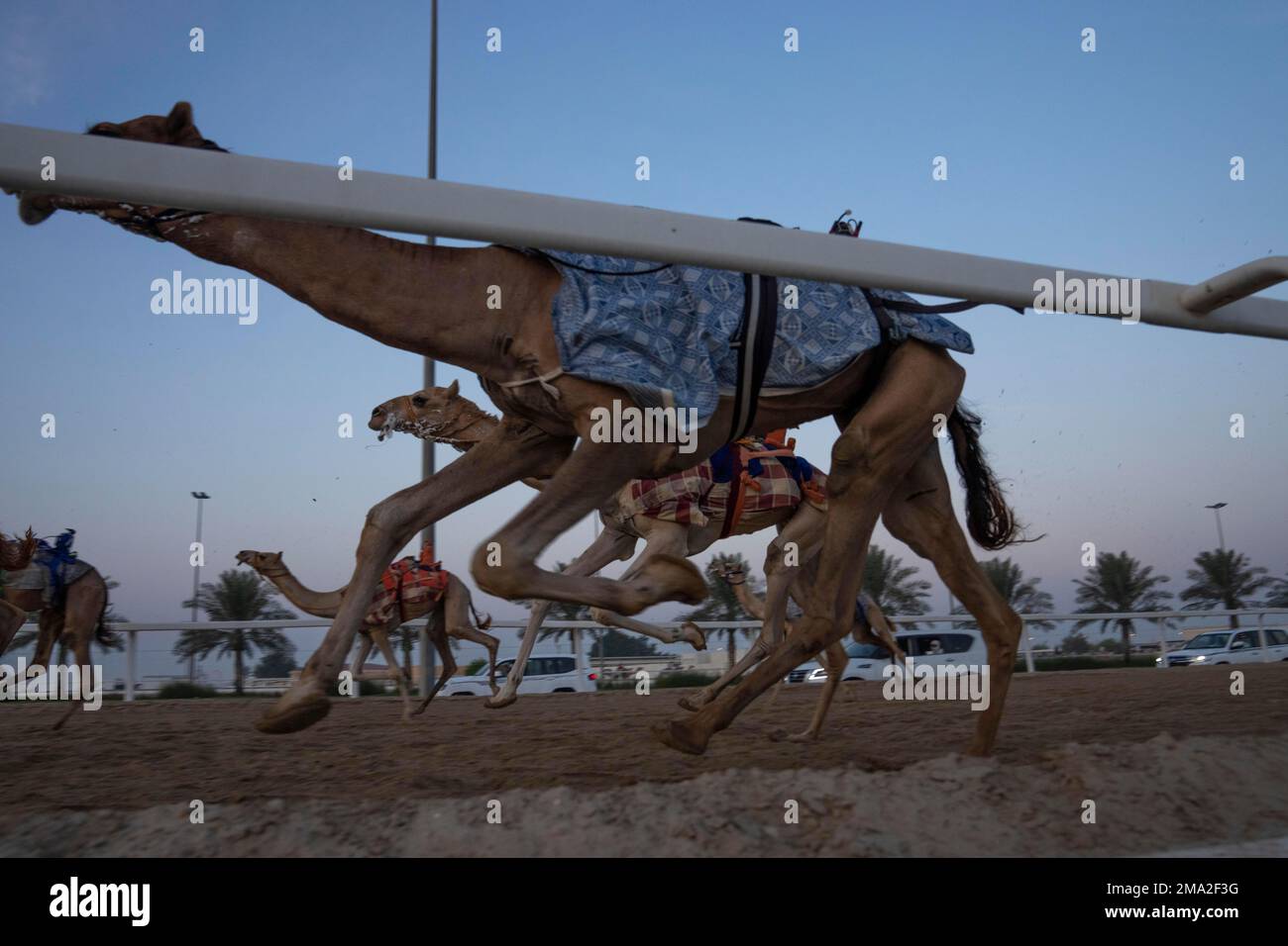 Camels race during an exercise for an upcoming camel race, in Al ...