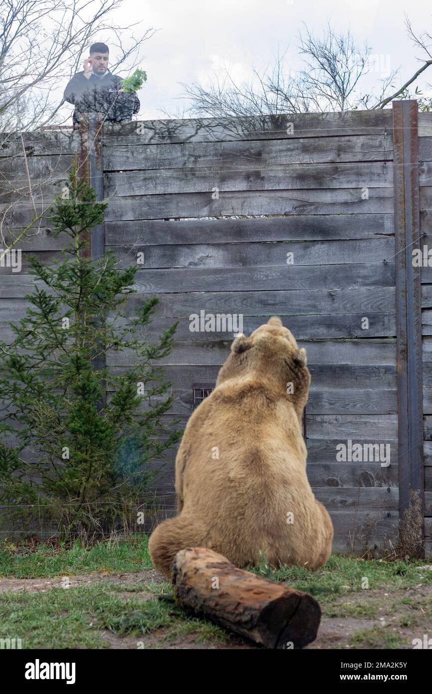 brown bear in the zoo Stock Photo Alamy