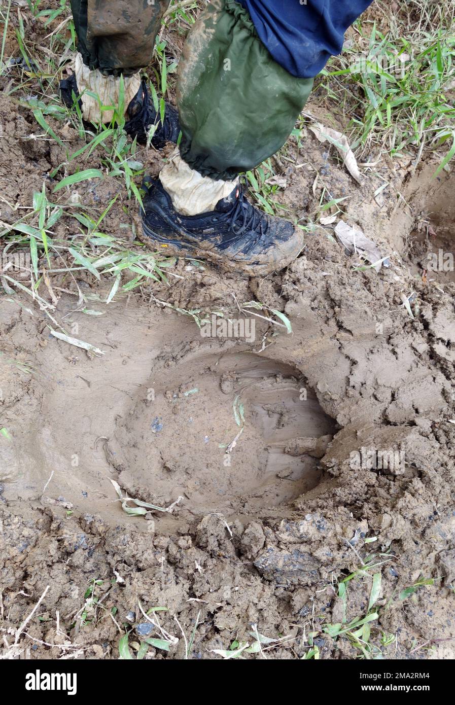 Hiker comparing foot size with elephant print in mud, Earthlodge Malaysia, Ulu Muda, Malaysia. No MR Stock Photo