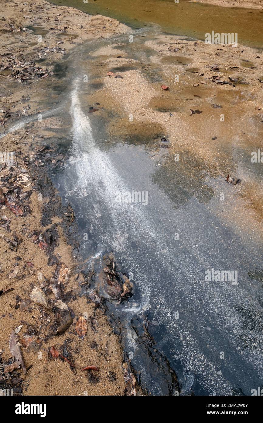 Colonies of extremophilic bacteria (white) living in hot springs, Earthlodge Malaysia, Ulu Muda, Malaysia Stock Photo