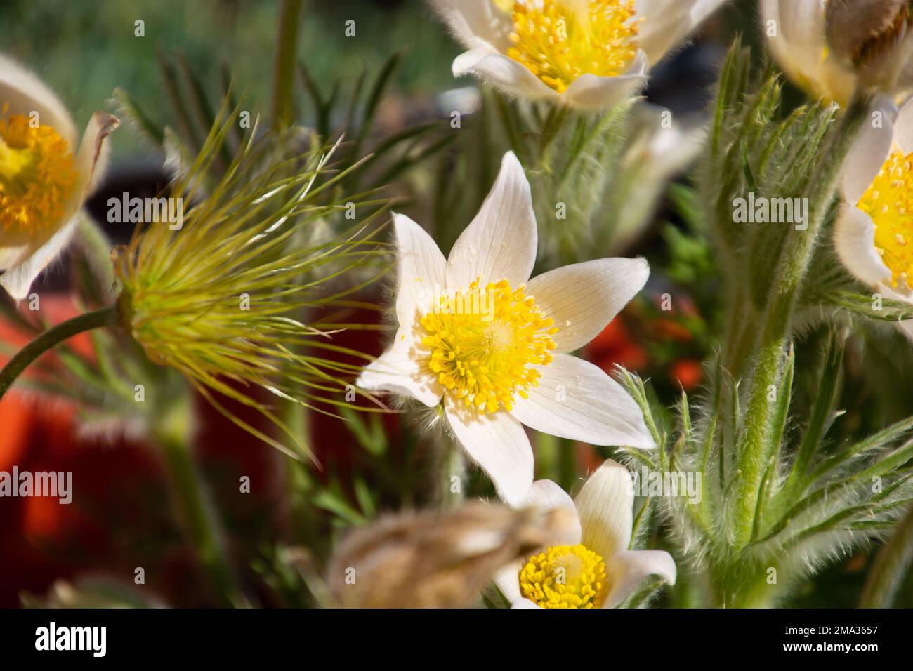Pulsatilla vulgaris alba flowers and fruits with many seeds in the spring sun Stock Photo