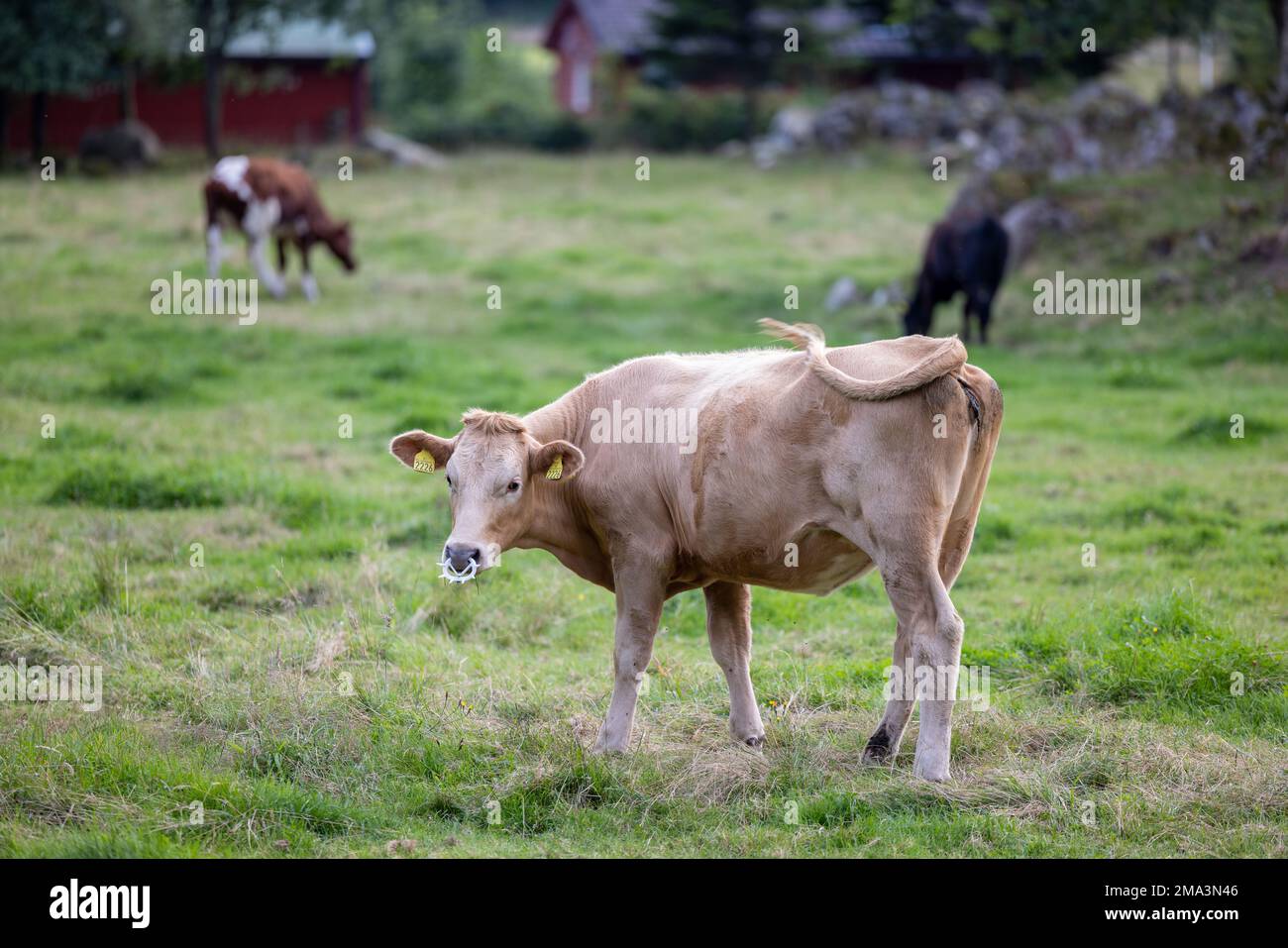 A closeup of a Glan cattle with ear tags and a nose ring captured ...