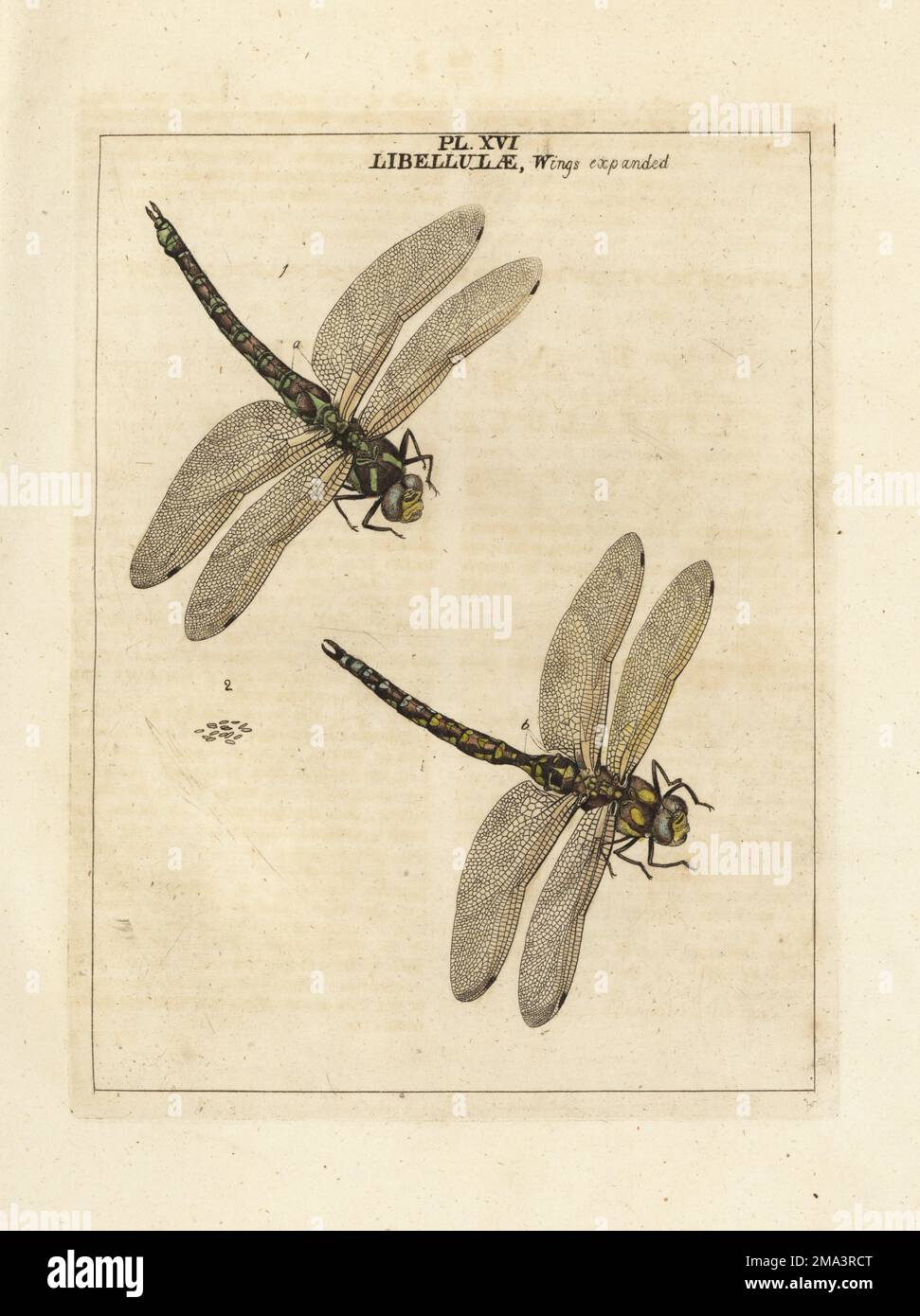 Southern hawker or blue hawker dragonfly, Aeshna cyanea. Male 1, female 2, eggs 3. Large green. Libellulae wings expanded. Handcoloured copperplate engraving drawn and engraved by Moses Harris from his own Exposition of English Insects, Including the several Classes of Neuroptera, Hymenoptera, Diptera, or Bees, Flies and Libellulae, White and Robson, London, 1782. Stock Photo
