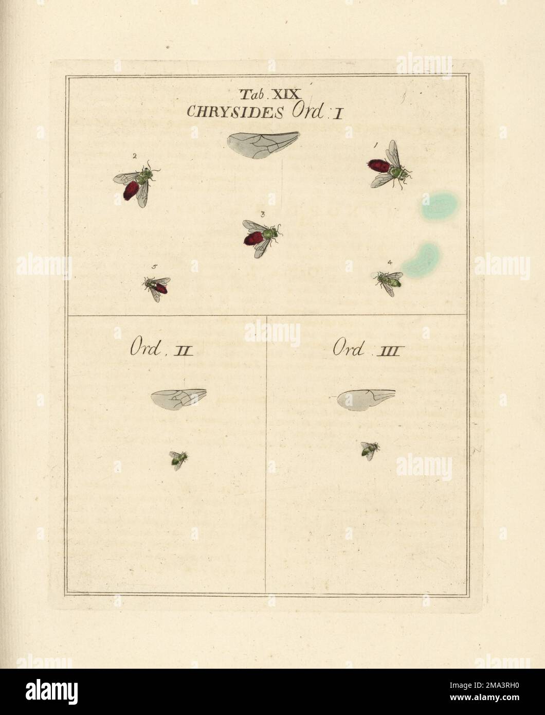 Cuckoo wasp, Sphex ignita 1, shimmering ruby tail, Chrysis fulgida 2, Chrysura radians 3, C. veridans 4, C. hephaestites 5, Order I. Chrysis curax, Order II, Chrysis politus, Order III. Hymenoptera. Chryside. Handcoloured copperplate engraving drawn and engraved by Moses Harris from his own Exposition of English Insects, Including the several Classes of Neuroptera, Hymenoptera, Diptera, or Bees, Flies and Libellulae, White and Robson, London, 1782. Stock Photo