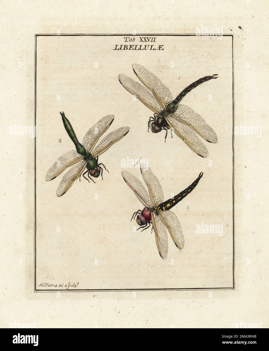Migrant hawker, Aeshna mixta 1, downy emerald, Cordulia aenea 2, hairy dragonfly, Brachytron pratense, female 3. As Libellula coluberculus, Libellula aenea, Libellula aspis. Handcoloured copperplate engraving drawn and engraved by Moses Harris from his own Exposition of English Insects, Including the several Classes of Neuroptera, Hymenoptera, Diptera, or Bees, Flies and Libellulae, White and Robson, London, 1782. Stock Photo