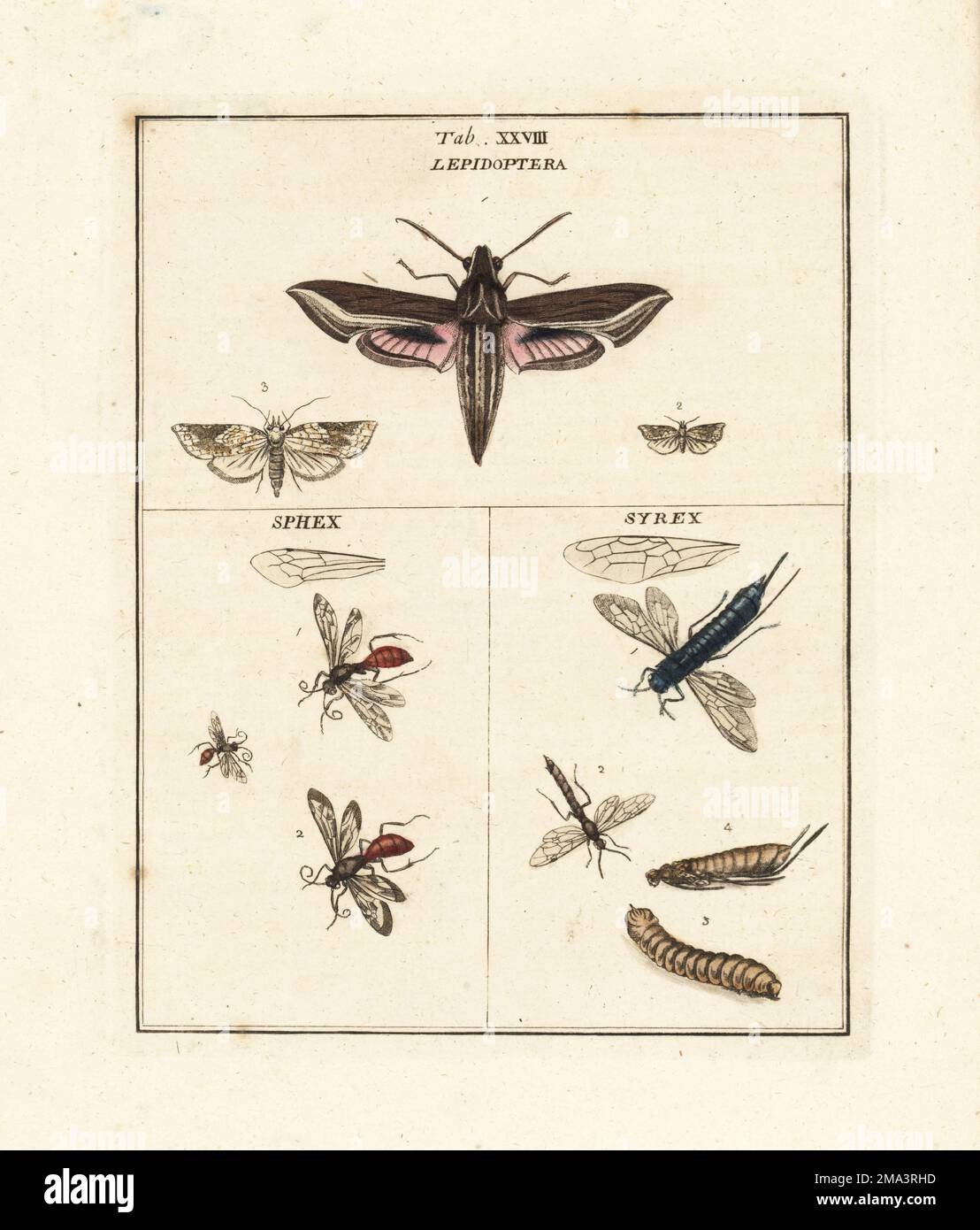 Vine hawk-moth or silver-striped hawk-moth, Hippotion celerio, digger wasps, Sphex species, and horntails or wood wasps, Sirex species. Lepidoptera. Handcoloured copperplate engraving drawn and engraved by Moses Harris from his own Exposition of English Insects, Including the several Classes of Neuroptera, Hymenoptera, Diptera, or Bees, Flies and Libellulae, White and Robson, London, 1782. Stock Photo
