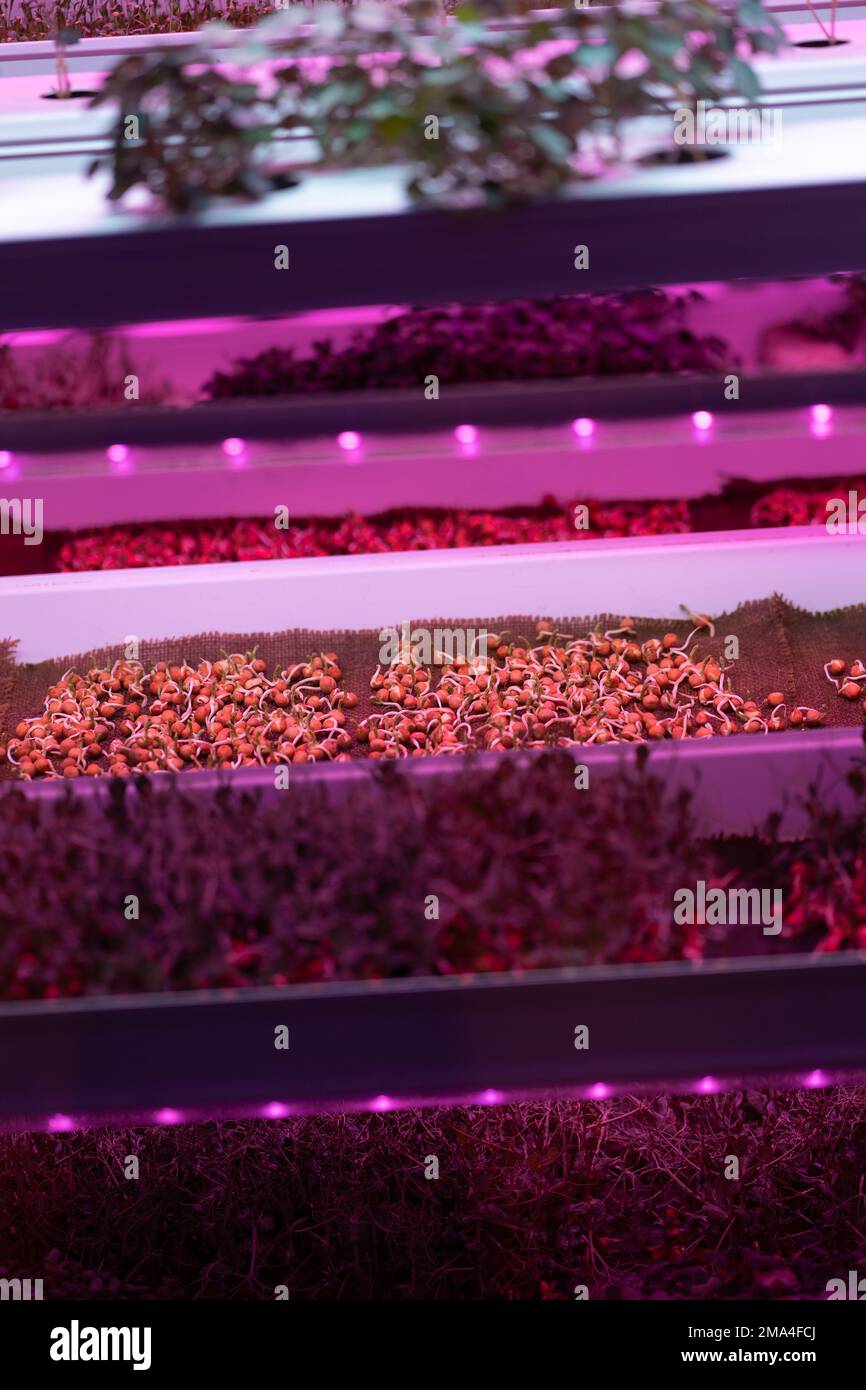 Germinating pea seeds without soil under LED grow light in hydroponic garden Stock Photo