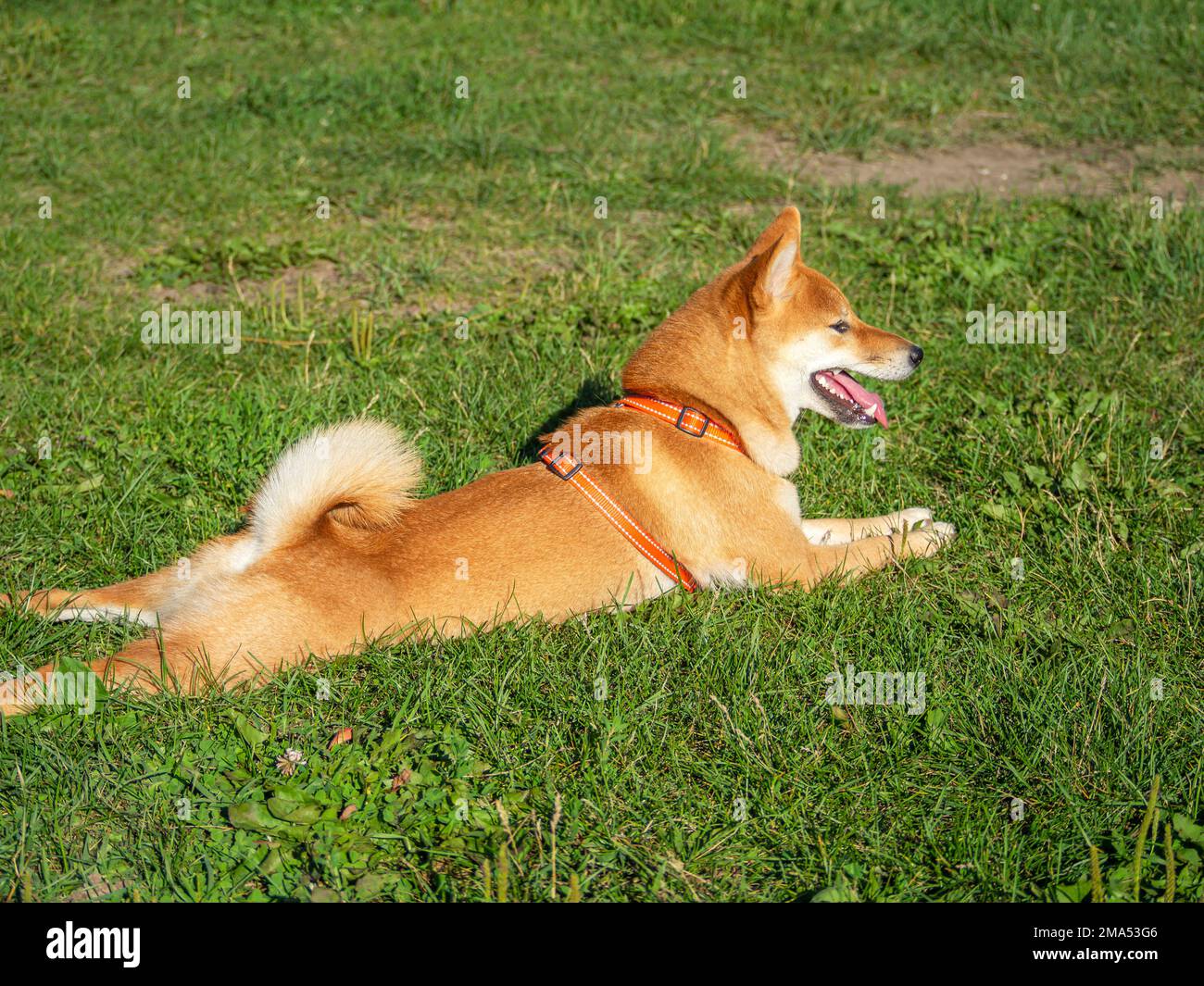 Shiba Inu plays on the dog playground in the park. Cute dog of shiba ...
