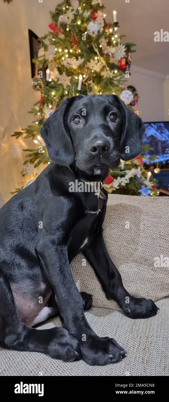 A vertical shot of a cute black Great Dane dog with a Christmas tree in the background Stock Photo