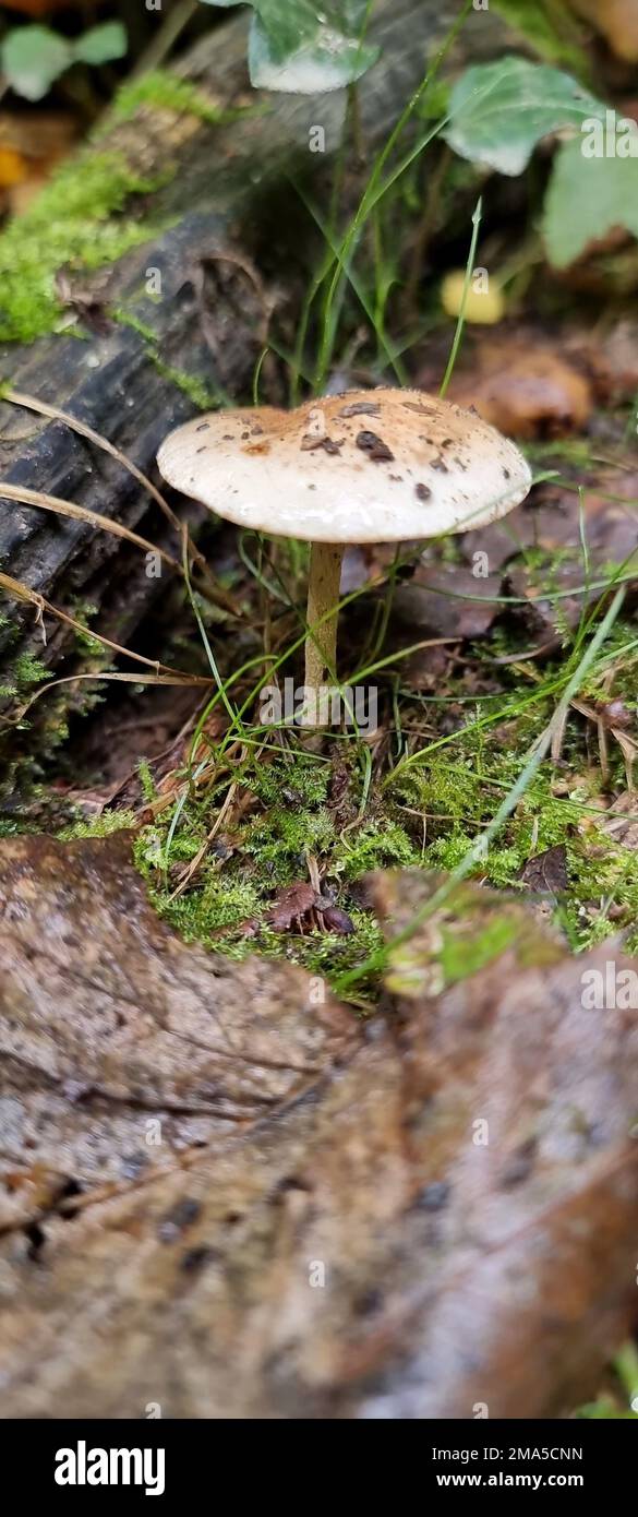 A vertical shot of a Hebeloma sticky (Hebeloma crustuliniforme) mushroom in a forest Stock Photo