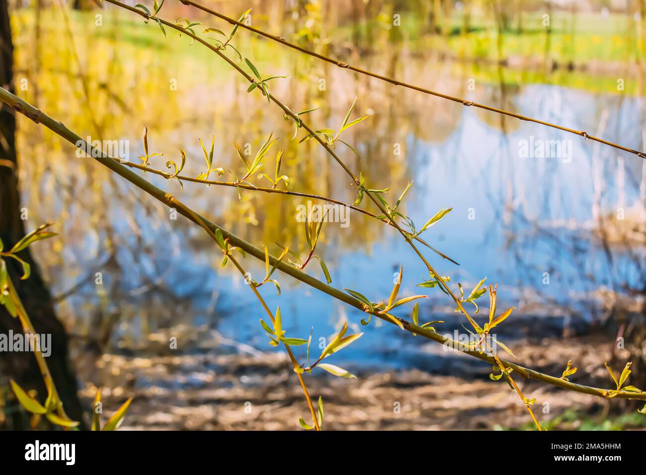 Spring landscape. Green trees in a park Stock Photo - Alamy