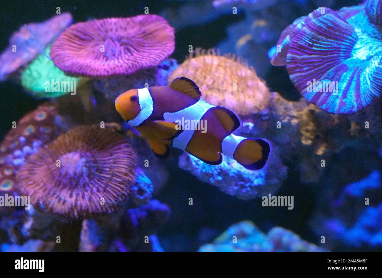 A clown fish for sale swims inside a display aquarium at a market in