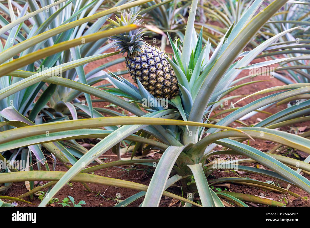 Pineapple growing in the garden, Vietnam Stock Photo