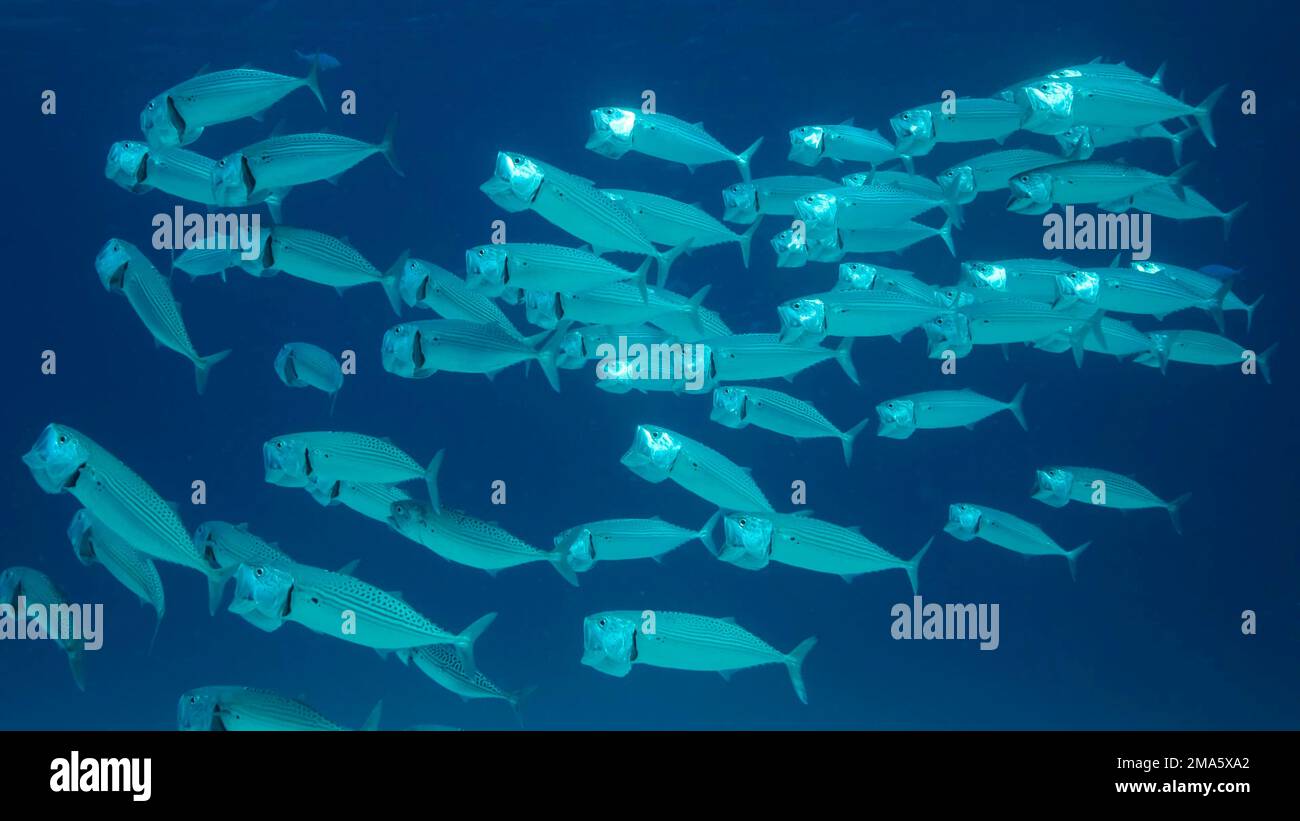 School of Mackerel fish swims in the blue water with open mouth ram