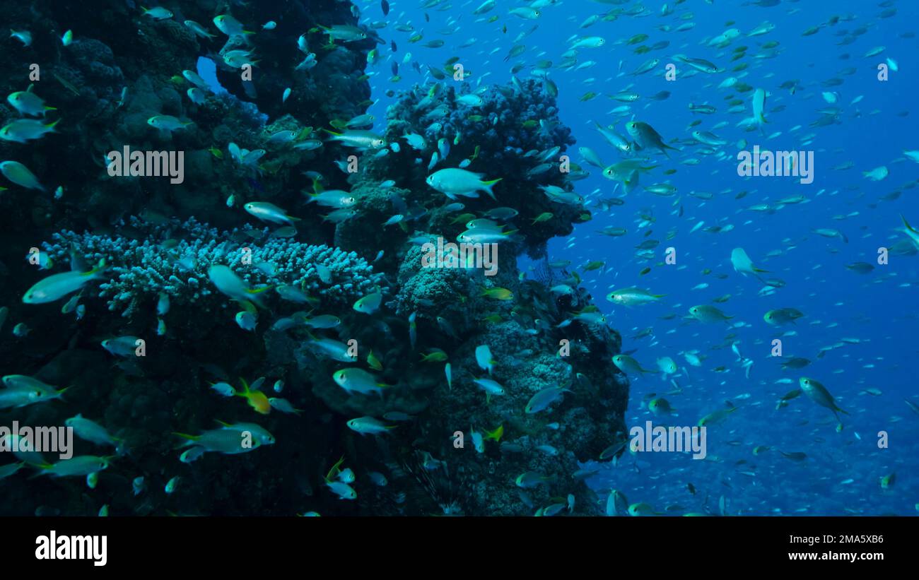 Massive school of Lyretail Anthias (Pseudanthias squamipinnis) and Glassfish swims near coral reef. Underwater life on coral reef in the ocean. Red Stock Photo