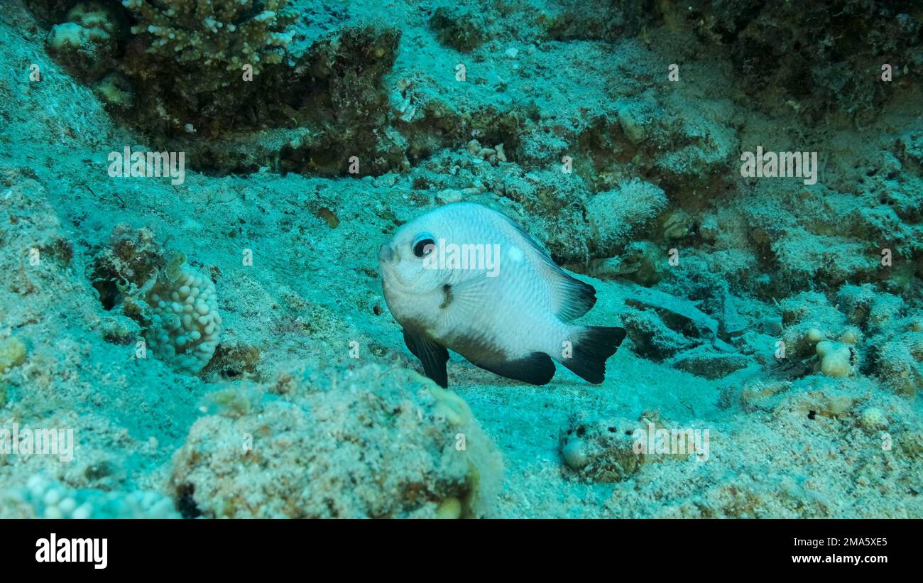 Damsel Damsel guards the eggs on the stone. Breeding period. Domino Damsel (Dascyllus trimaculatus) . Mating season of Damsel fish. Red sea, Egypt Stock Photo