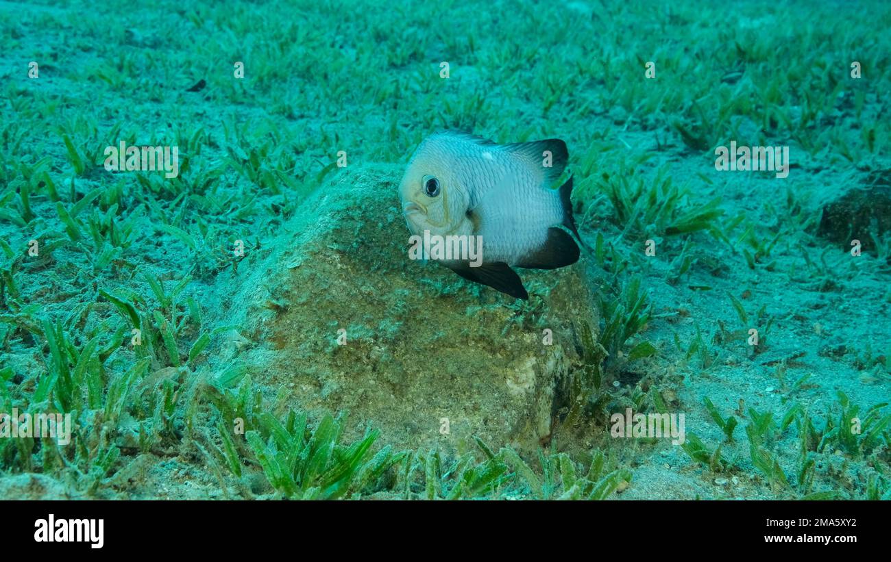 Damsel Damsel guards the eggs on the stone. Breeding period. Domino Damsel (Dascyllus trimaculatus) . Mating season of Damsel fish. Red sea, Egypt Stock Photo